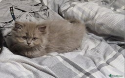 British Longhair cats for sale: Reserved lilac British Longhair boy  - Image 6