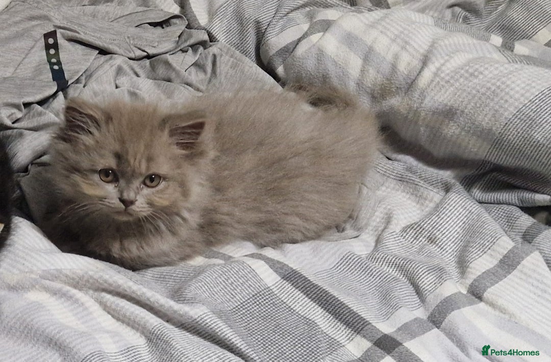 British Longhair cats for sale: Reserved lilac British Longhair boy  - Image 6