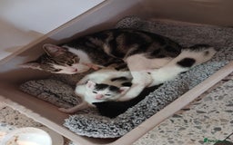 Mixed Breed cats for sale: For Sale  - Image 1