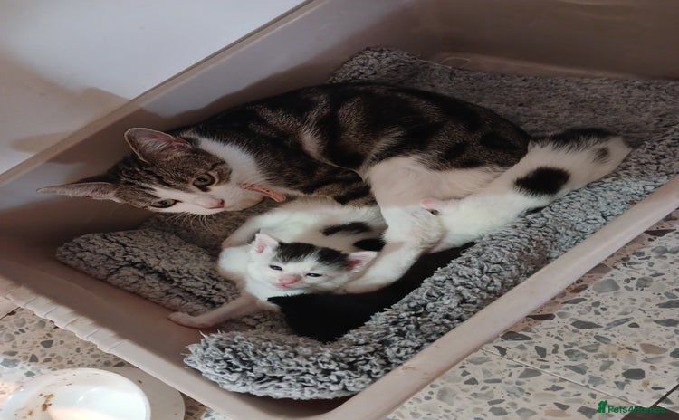 Mixed Breed cats for sale - Advert 1