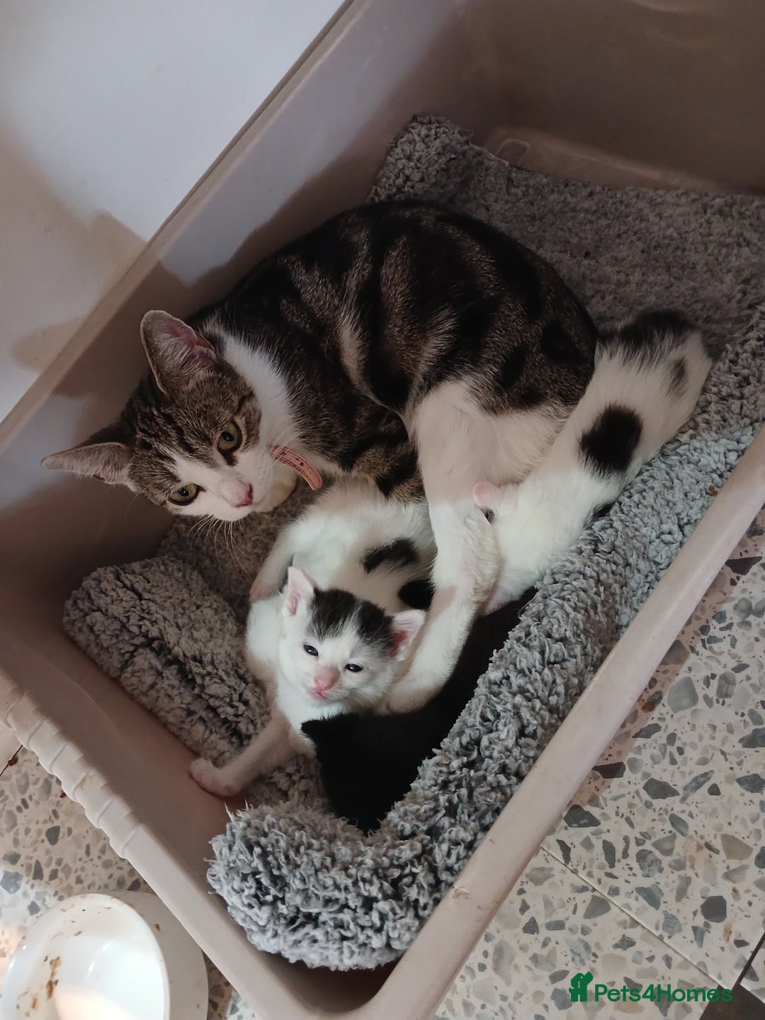 Mixed Breed cats for sale: For Sale  - Image 1