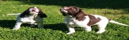 English Springer Spaniel dogs for stud: FTAW HEALTH TESTED L/WHITE SPRINGER FOR STUD in Market Drayton - Advert 11