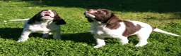 English Springer Spaniel dogs for stud: FTAW HEALTH TESTED L/WHITE SPRINGER FOR STUD in Market Drayton - Advert 11