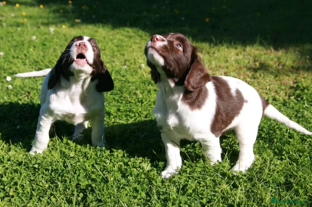English Springer Spaniel dogs for stud: FTAW HEALTH TESTED L/WHITE SPRINGER FOR STUD in Market Drayton - Advert 11