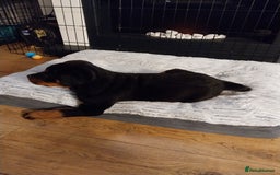 Rottweiler dogs for sale: 11 week old male - Image 2