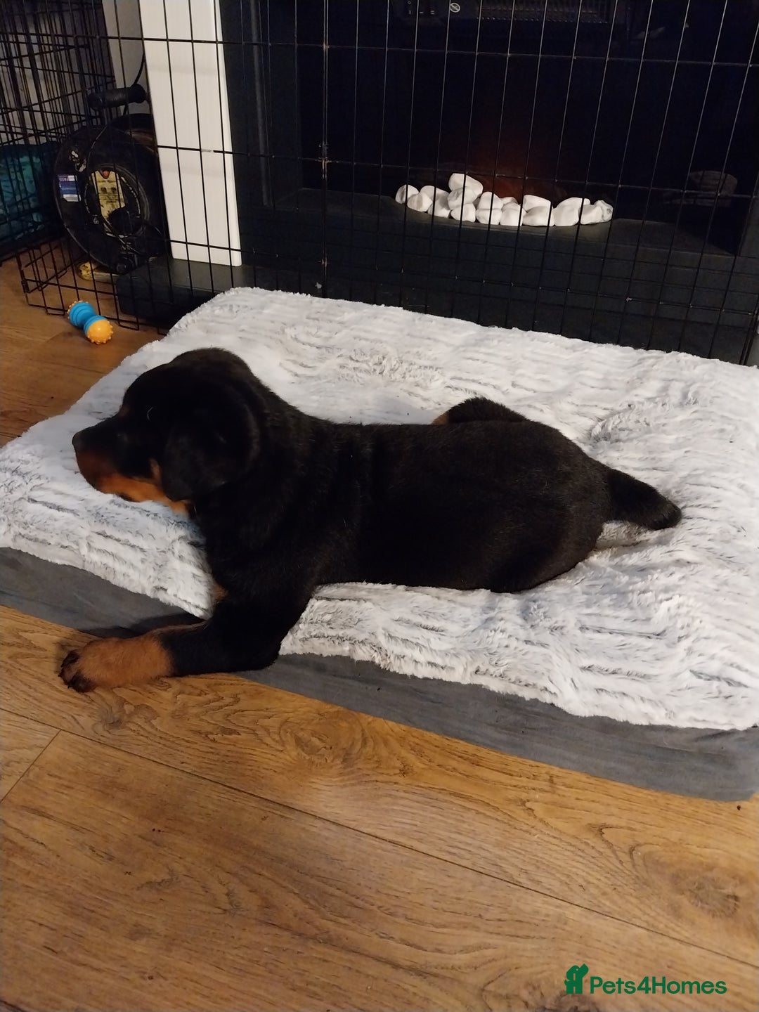 Rottweiler dogs for sale: 11 week old male - Image 2