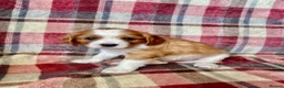 Cavalier King Charles Spaniel dogs for sale: 6 Beautiful KC Registered Cavalier King Charles  - Advert 8