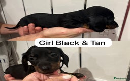 Miniature Dachshund dogs for sale: Miniature Dashound Puppies  - Image 4