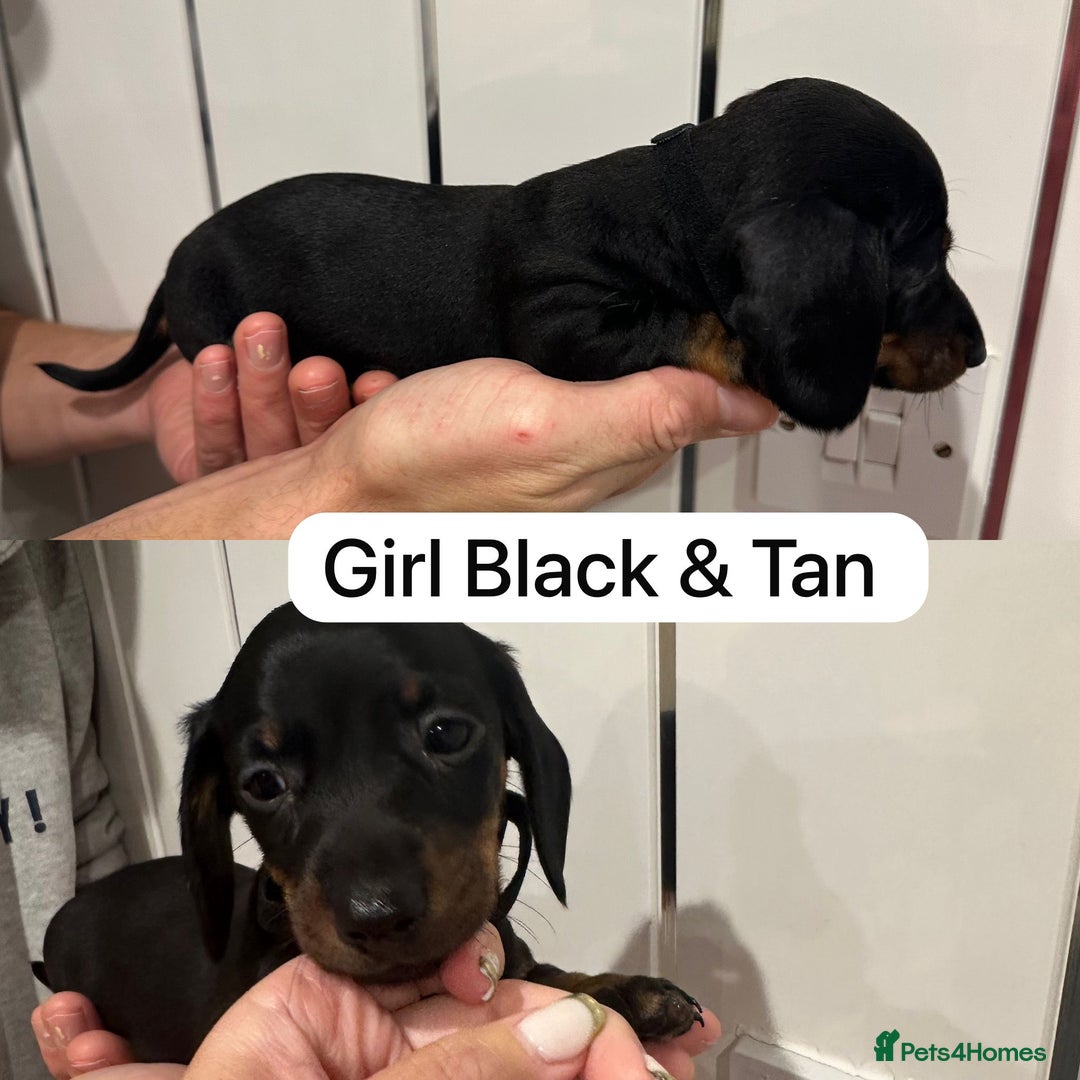 Miniature Dachshund dogs for sale: Miniature Dashound Puppies  - Image 4