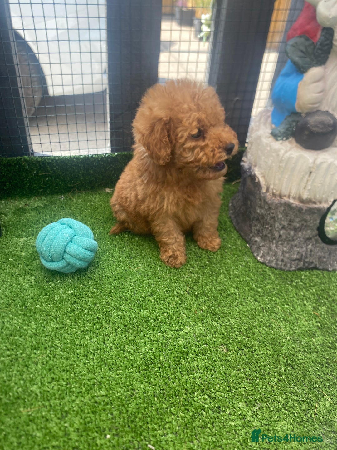 Poodle dogs for sale: Toy poodle puppies for sale  - Image 29