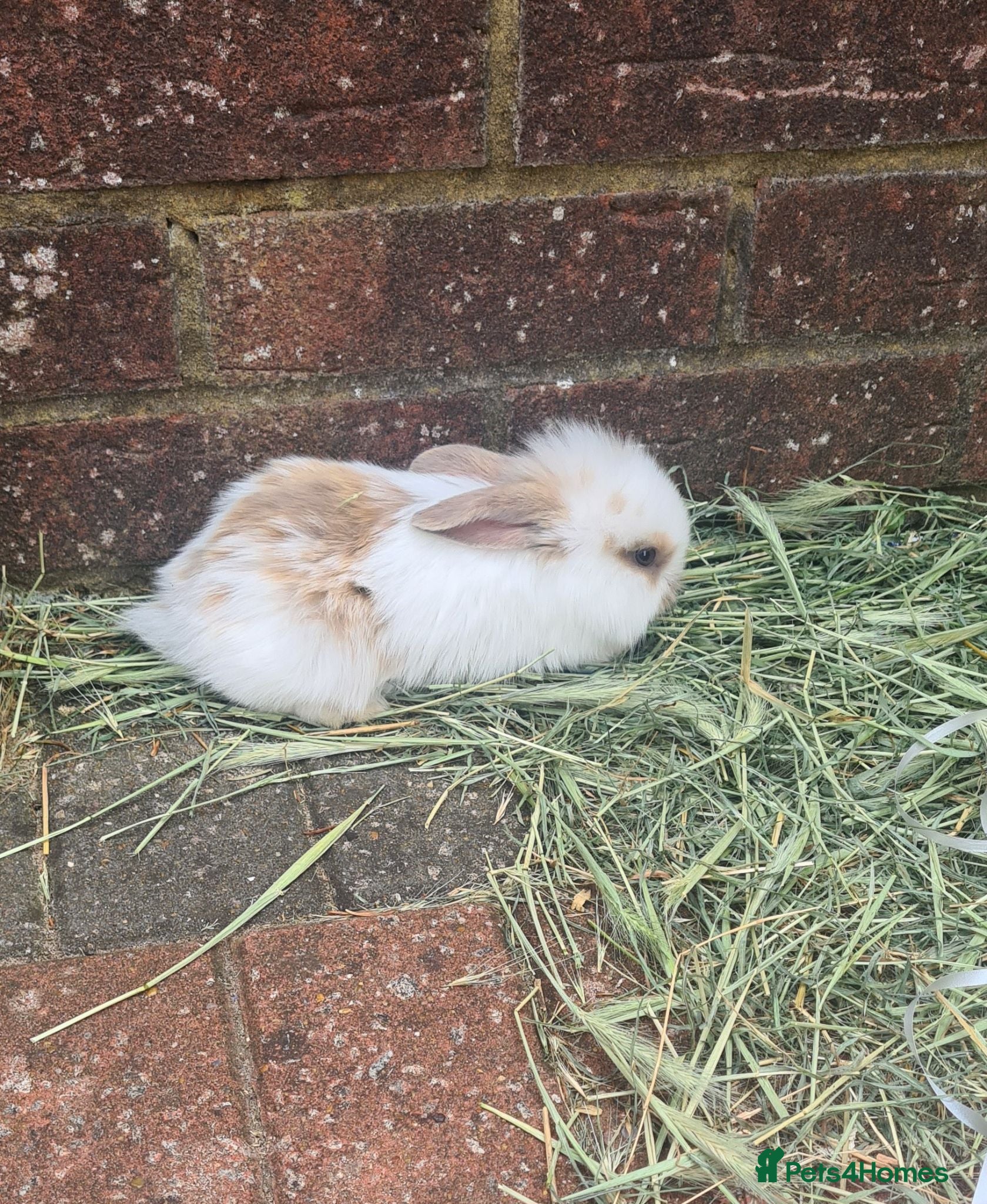 Mini Lion Lop rabbits   9 Mini Lion x lops - Advert 10