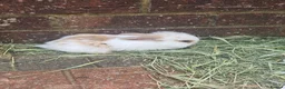 Mini Lion Lop rabbits for sale:   9 Mini Lion x lops - Advert 4