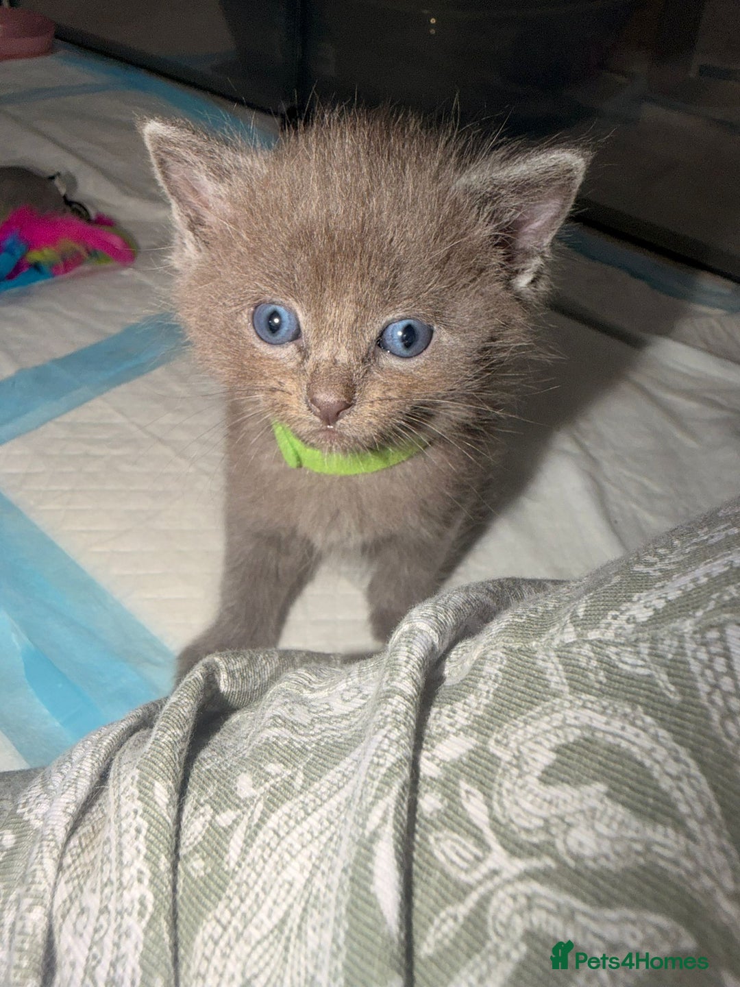 Ragdoll cats for sale: Ragdoll mix kitten - 5 Boys - Advert 14