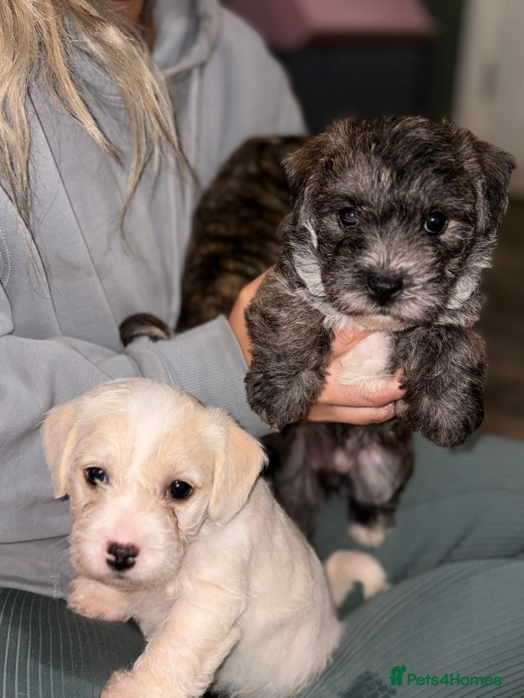 Mixed Breed dogs for sale:  Adorable Cairnoodle Cross Puppies, ready soon!  - Image 1