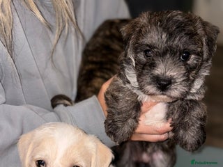 Mixed Breed dogs for sale - Advert 1