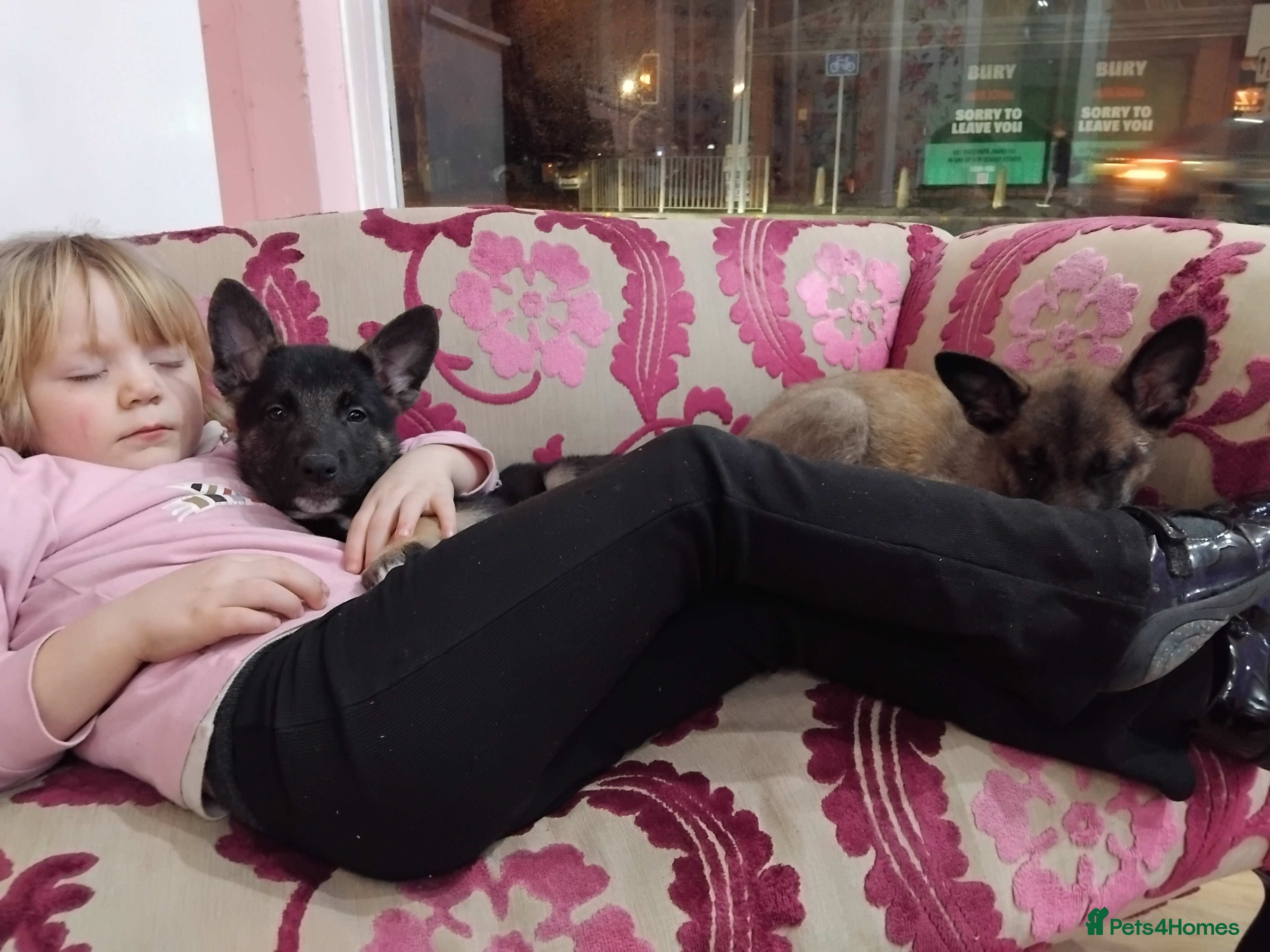 Belgian Shepherd Dog dogs 2 beautiful 8 week old Belgian shepherd dog - Advert 2