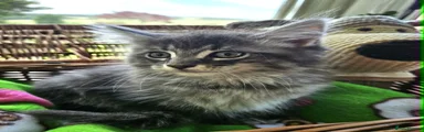 Maine Coon 4