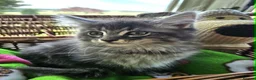 Maine Coon cats for sale: **FABULOUS GORGEOUS MAINE COON KITTYS READY NOW ** - Advert 12