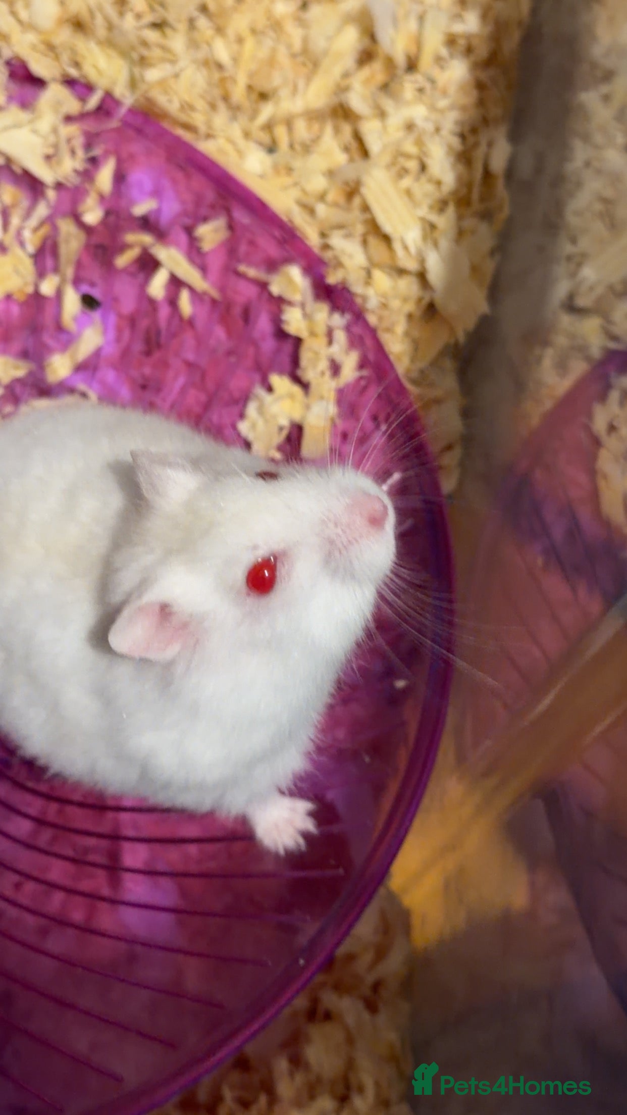 Hamster rodents dwarf hamster  - Advert 3