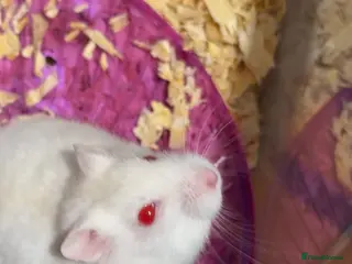 Hamster rodents dwarf hamster - Advert 3