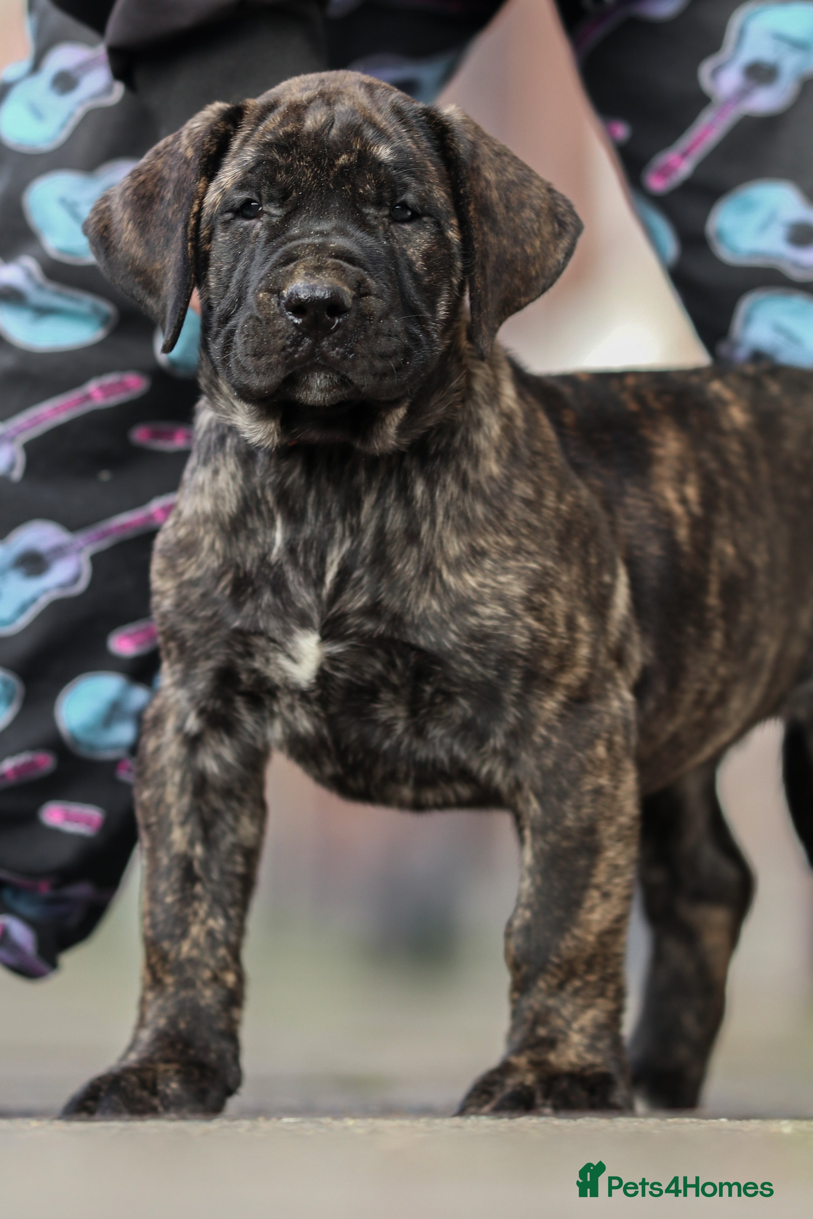Presa Canario dogs Stunning FEMALE Presa Canario puppy - Advert 4
