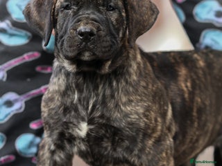 Presa Canario dogs Stunning FEMALE Presa Canario puppy - Advert 4