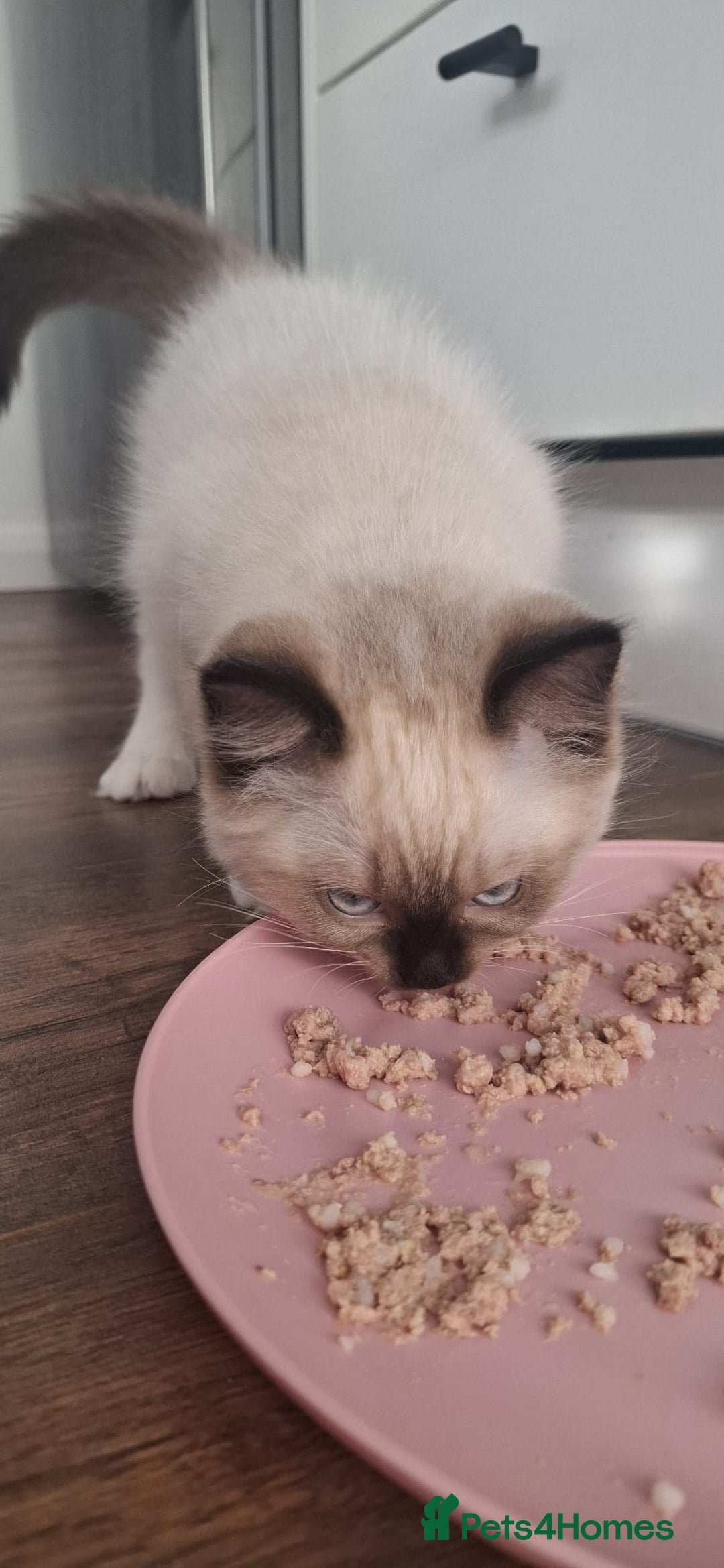 Ragdoll cats for sale: LAST ONE - female seal point mitted Ragdoll kitten - Image 8