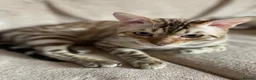 Bengal cats for sale: Beautiful Bengal family members - Advert 26