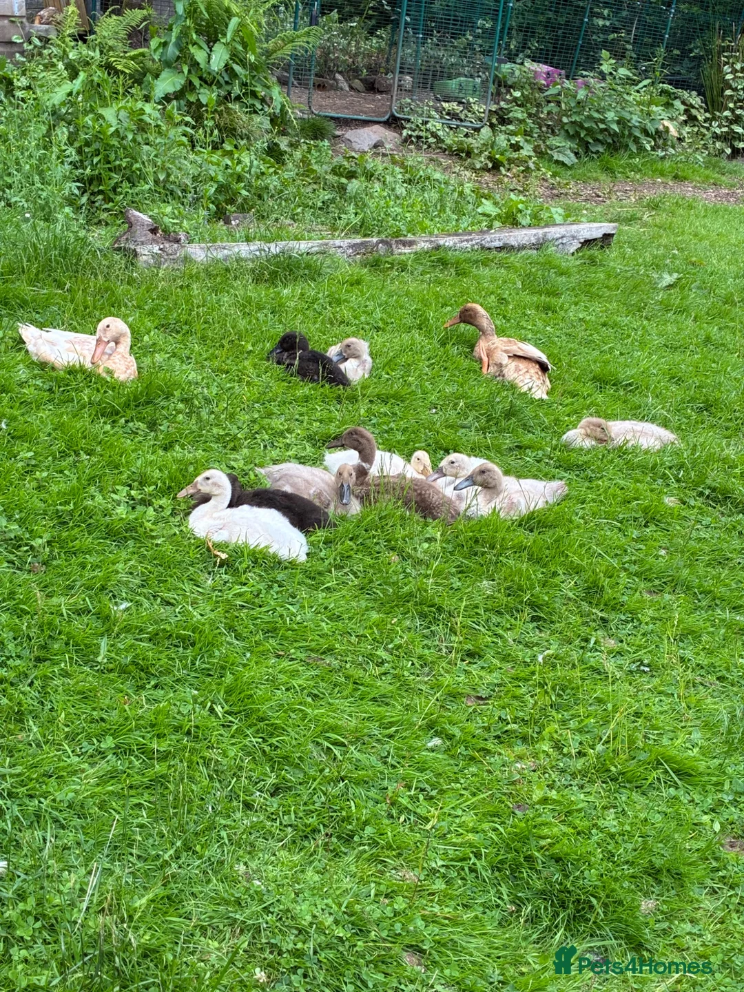 Ducks poultry for sale: Indian Runner Ducklings  - Advert 2
