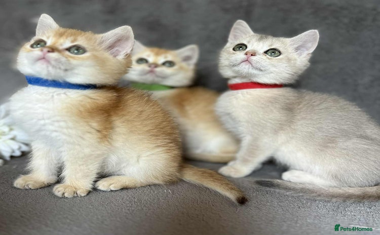 British Shorthair cats - Advert 8