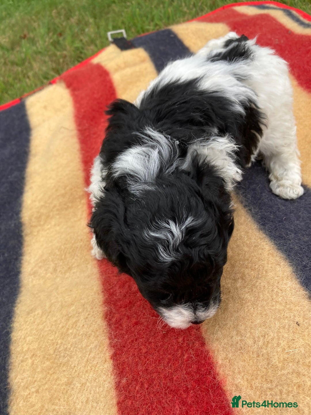 Mixed Breed dogs for sale: Bolonoodle Puppies  - Image 19