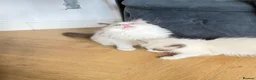 Ragdoll cats for sale: Stunning READY TO LEAVE RAGDOLLS - Advert 9