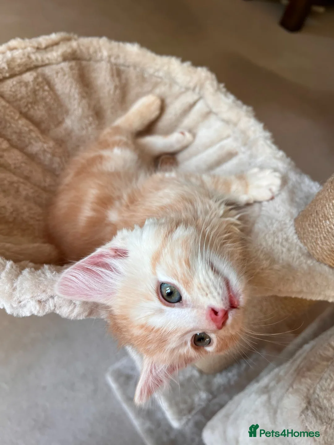 Mixed Breed cats for sale: Beautiful 8-Wk-Old Kittens Ready for Loving Homes - Advert 2