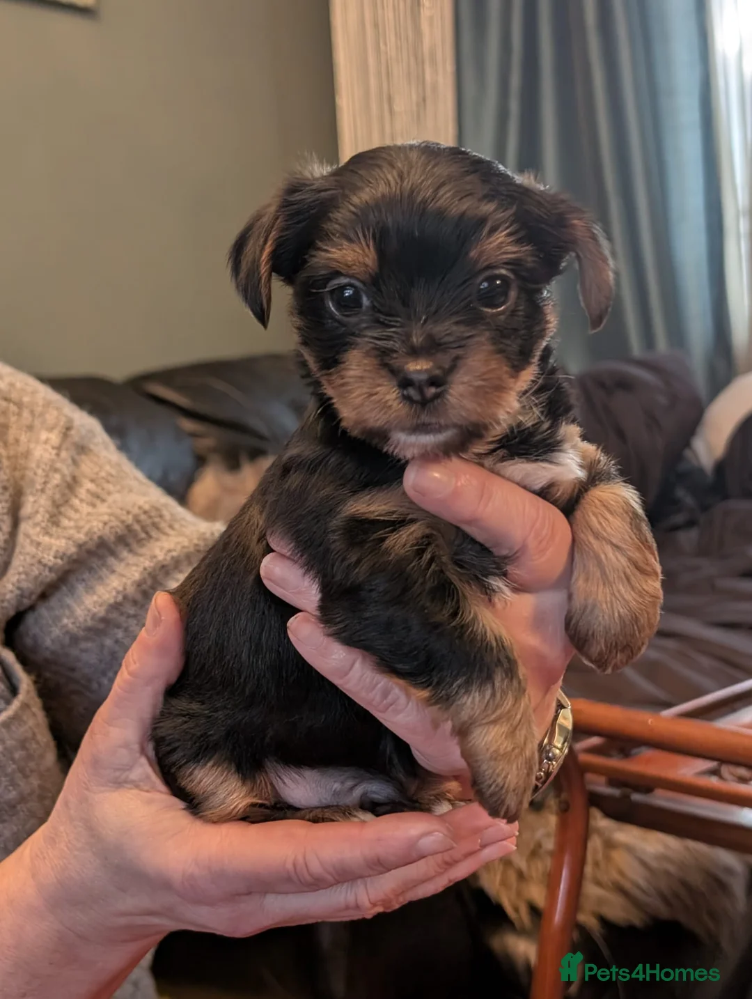Yorkshire Terrier dogs for sale: Yorkshire terrier puppies - Advert 25
