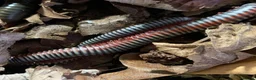 Millipedes invertebrates for sale: Atopochetus dollfusi, Rainbow Millipede Juveniles - Advert 8
