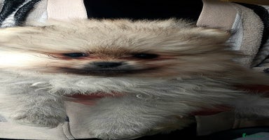 Pomeranian dogs - Advert 4