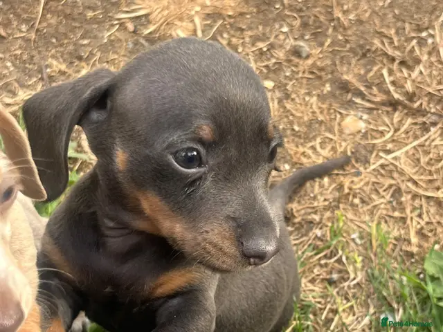 Chiweenie dogs for sale: 🌸 Beautiful Chiweenie Puppies 🌸 - Advert 1