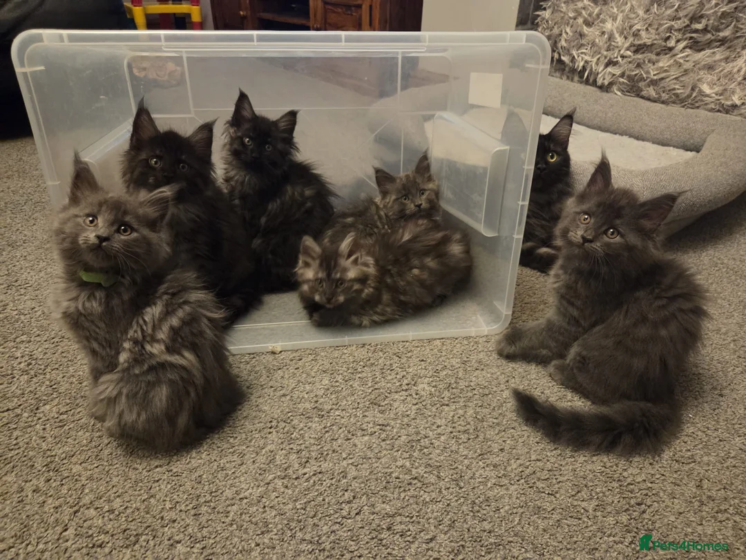Maine Coon cats for sale: 8 GCCF Pedigree Maine Coon Kittens - Blue & Black  - Advert 1