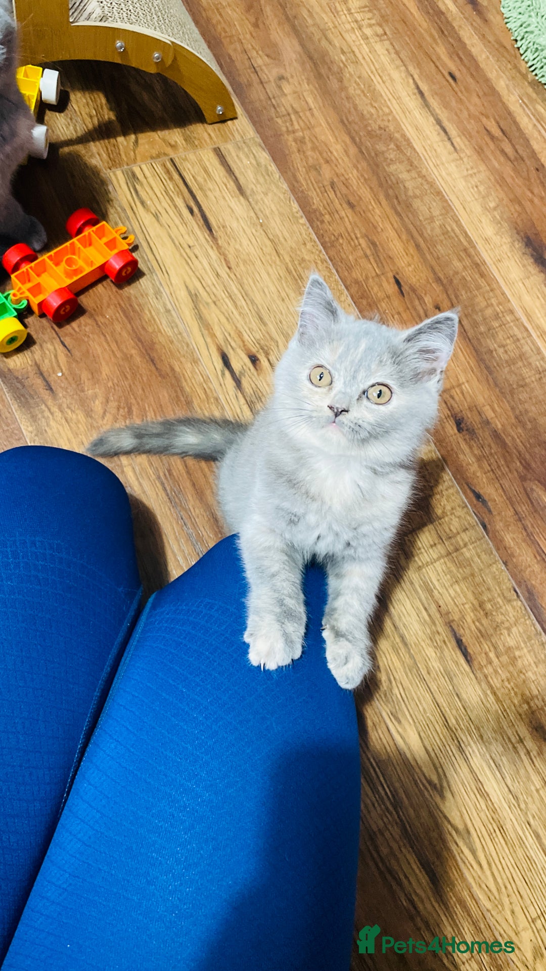 Scottish Fold cats for sale: Beautiful litter of Scottish fold  😍 - Image 25