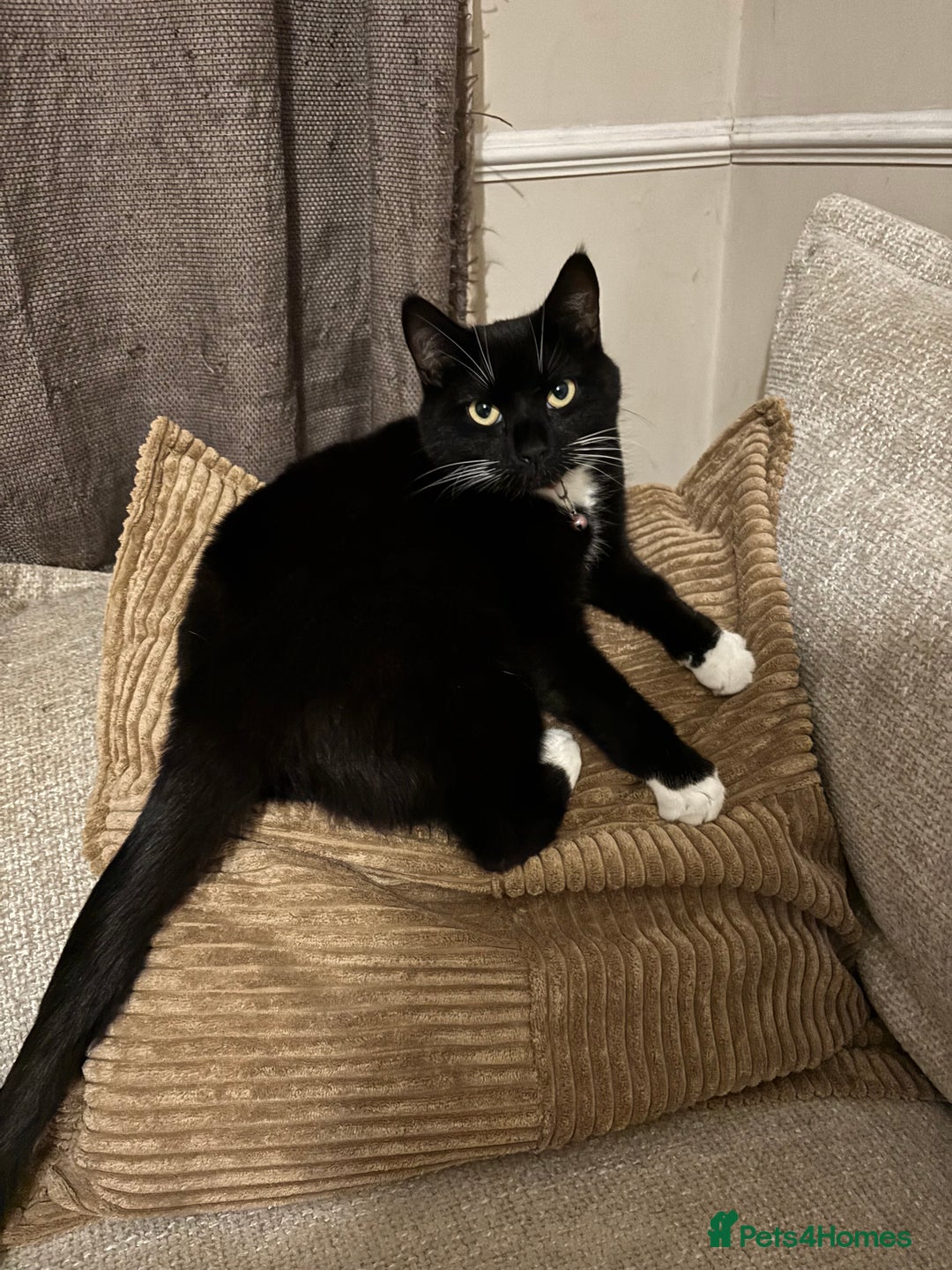 Mixed Breed cats for sale: Cats looking for new loving home  - Image 4