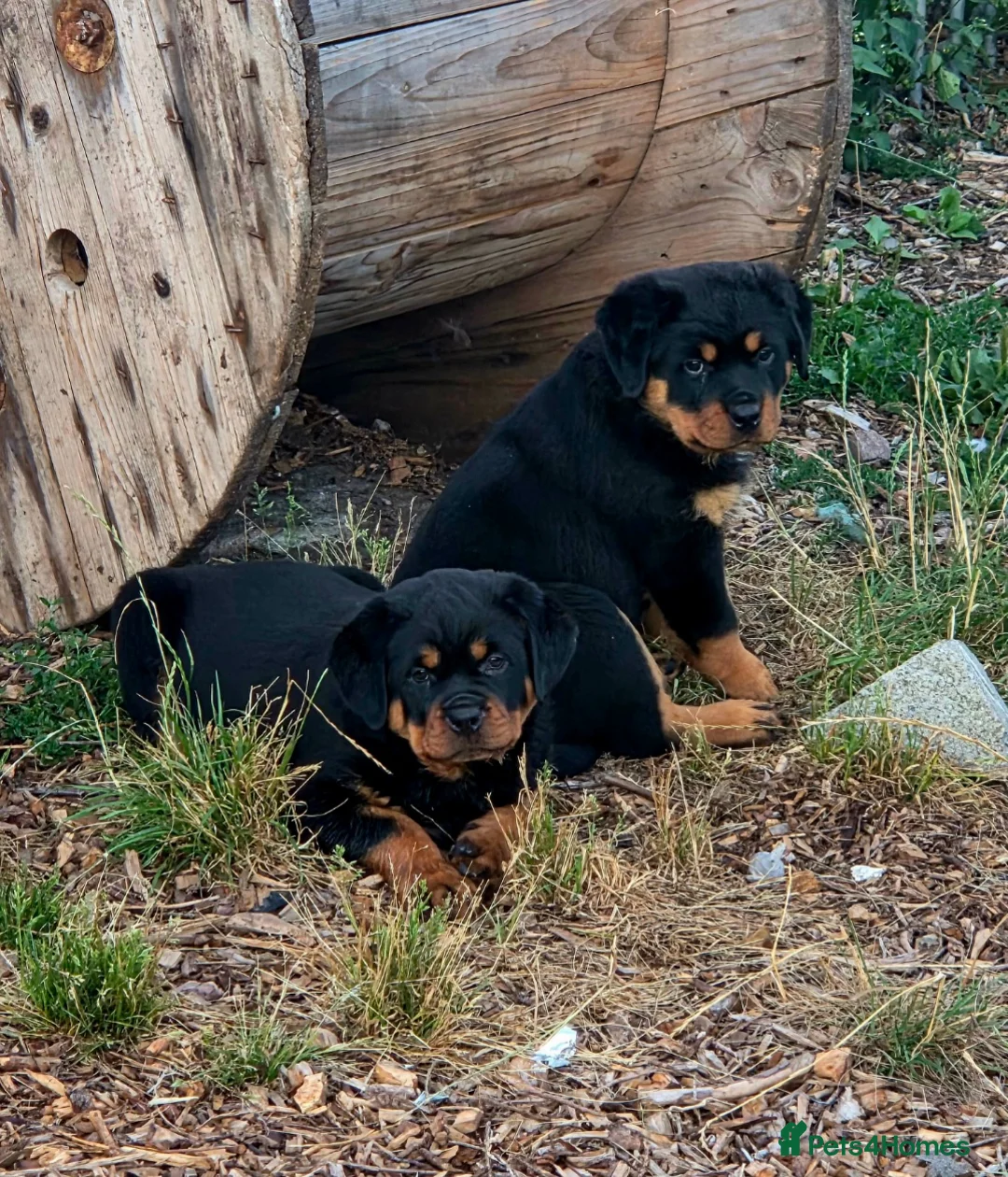 Rottweiler dogs for sale: Rottweiler Puppies – Champion & Top Bloodlines - Advert 2