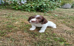 English Springer Spaniel dogs for sale: Kc Reg English Springer spaniel boys in Dorchester - Image 35