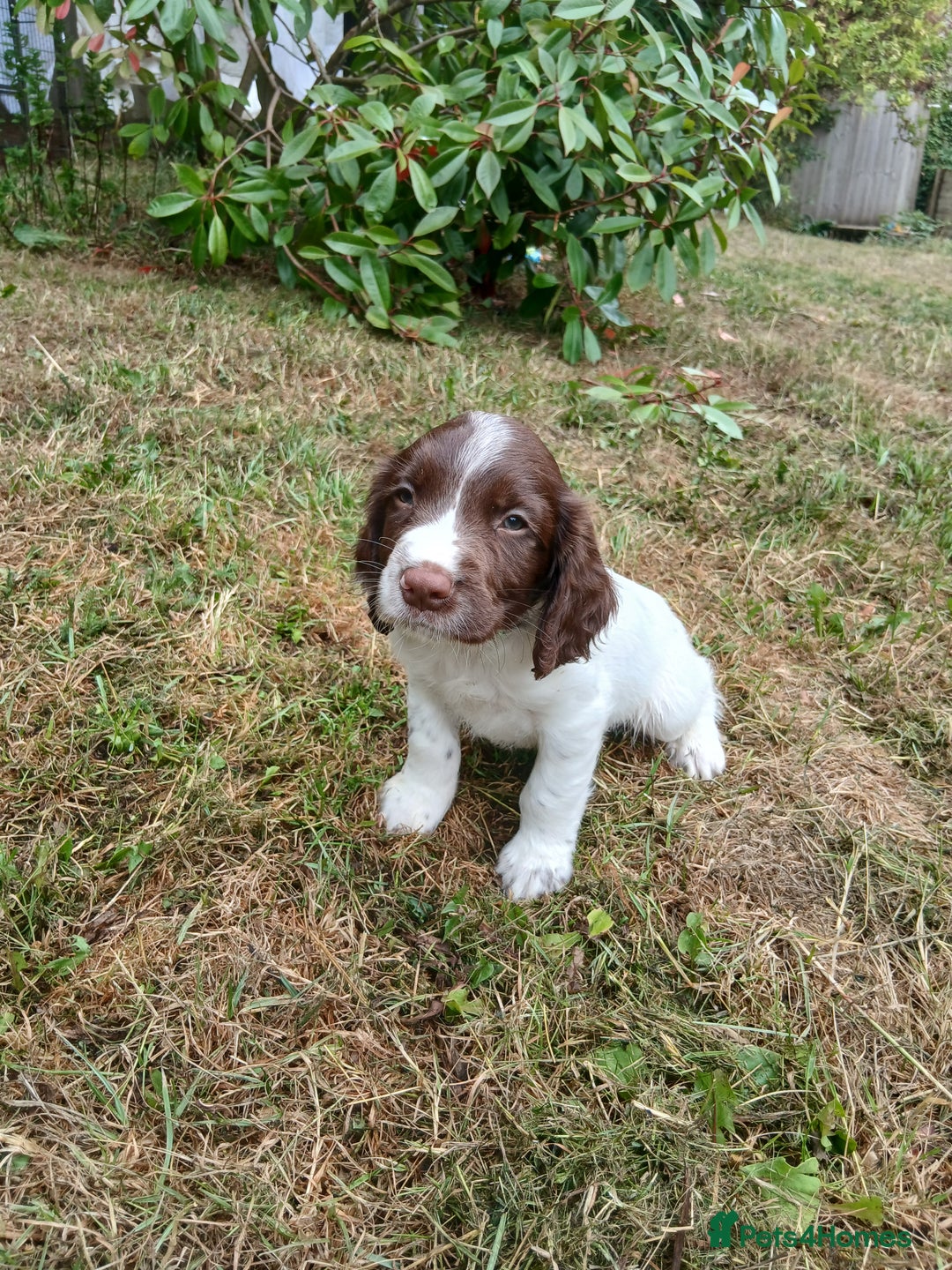 English Springer Spaniel dogs for sale: Kc Reg English Springer spaniel boys in Dorchester - Image 35