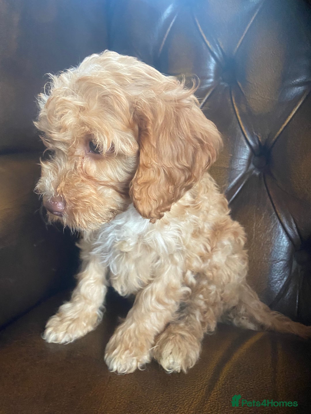 Cockapoo dogs for sale: Cockapoos  - Image 18