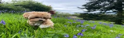 Maltipoo dogs for stud: Stud  - Advert 10