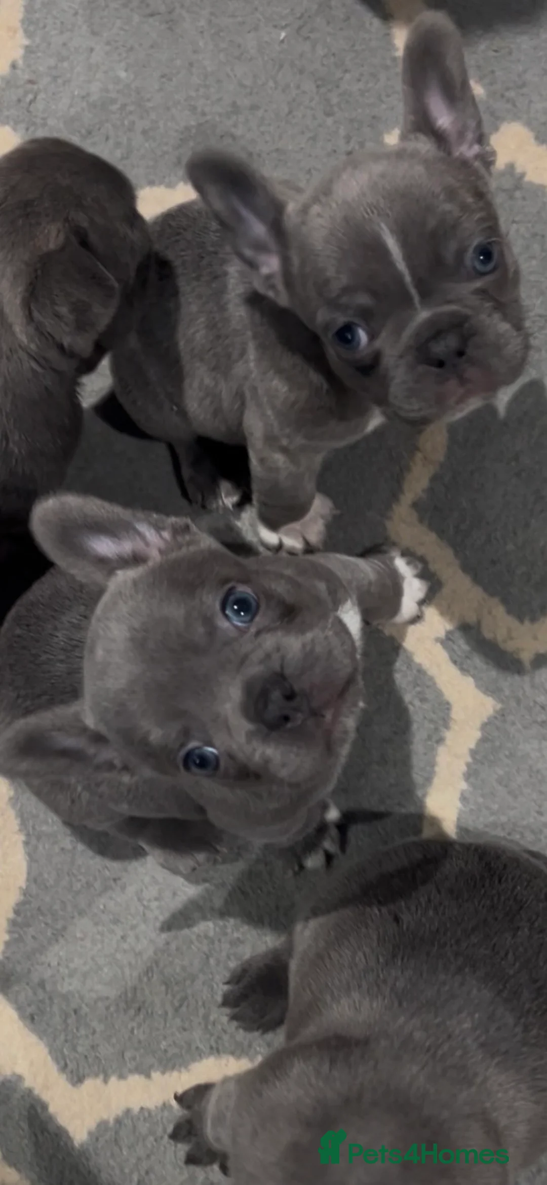 French Bulldog dogs for sale: Gorgeous KC Reg Blue and Lilac Frenchies Babies - Advert 15