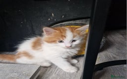 Mixed Breed cats for sale: Mix Mainecoon kittens - Image 6