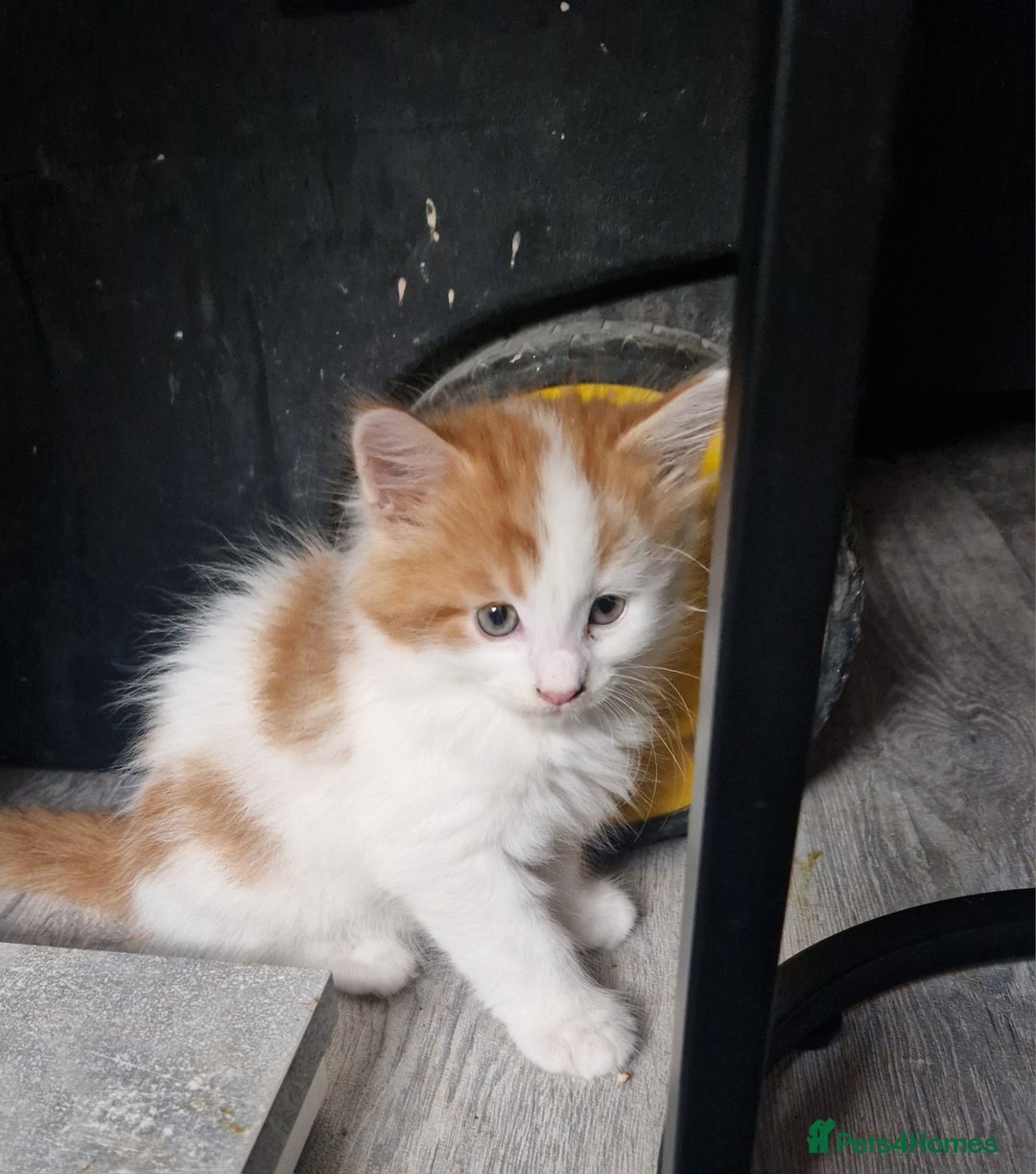 Mixed Breed cats for sale: Mix Mainecoon kittens - Image 6
