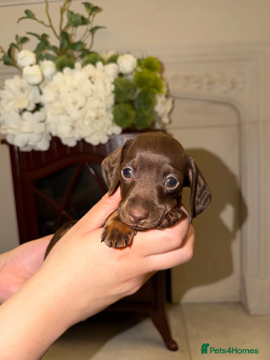 Miniature Dachshund dogs for sale: LAST 2 ON OFFER💕 KC REGISTERED/PRA CLEAR  - Advert 2