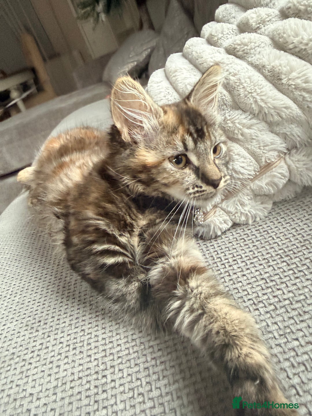 Mixed Breed cats for sale: 🐾 Beautiful 3-Month-Old Female Kitten – Luna 🐾 - Advert 9